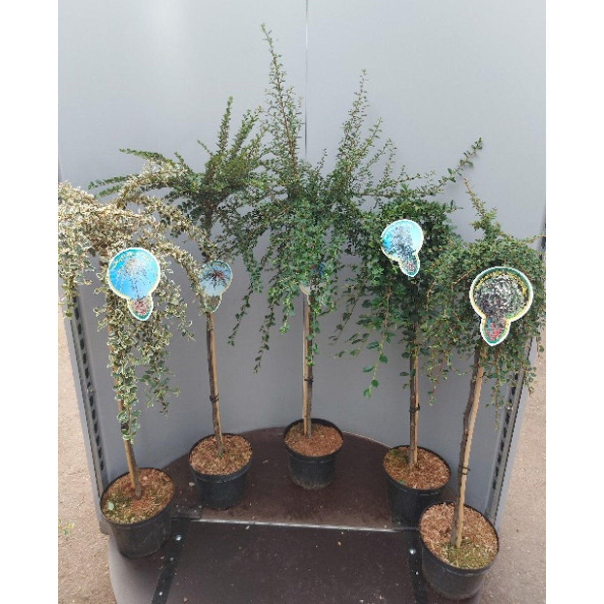 Krypoxbär – Cotoneaster suecicus 'Juliette' - 80 CM Stem C5